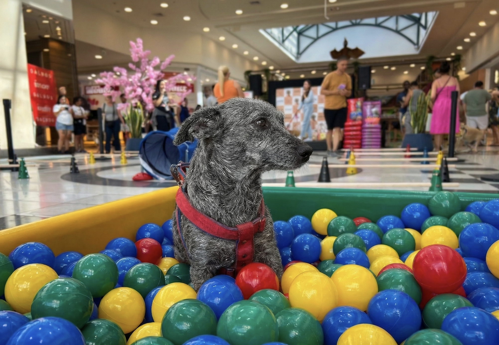 Clube das Patinhas: A Valorização da Identidade Pet Brasileira