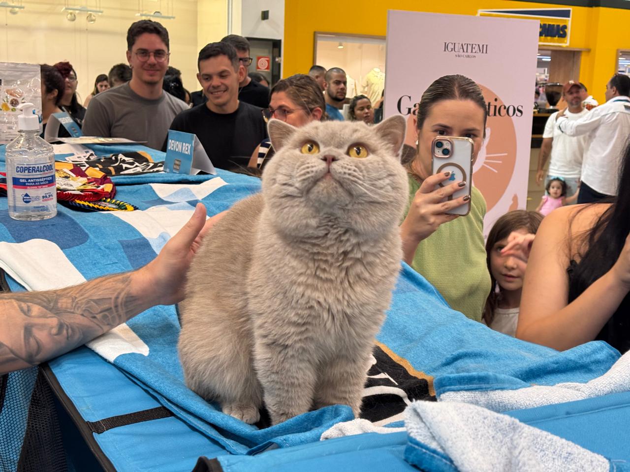 ENCONTRO DE GATOS DE RAÇAS EXÓTICAS