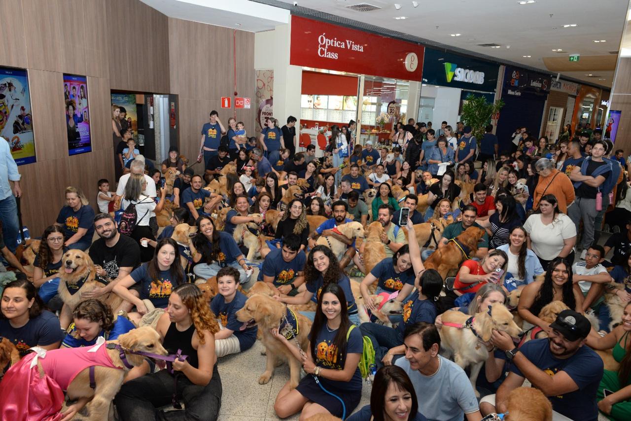 Encontro de Golden Retrievers